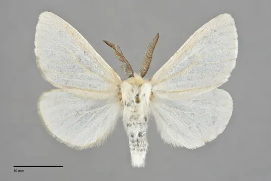 Leucoma salicis