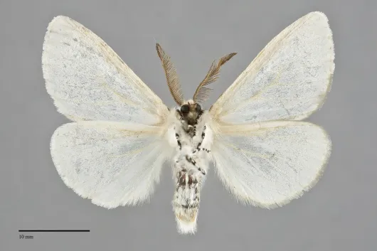 Leucoma salicis