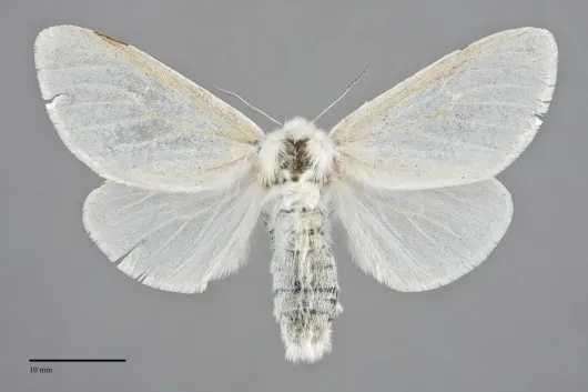 Leucoma salicis