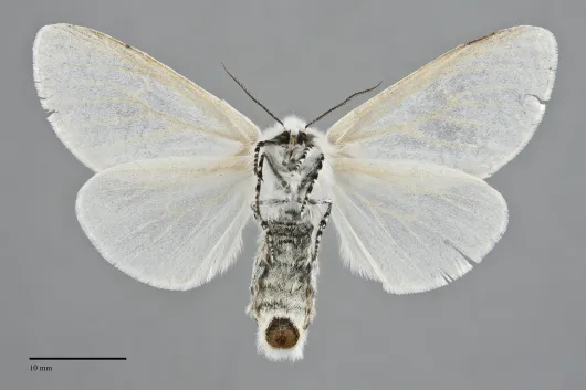 Leucoma salicis