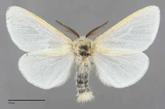 Leucoma salicis