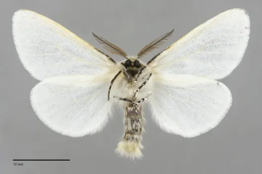 Leucoma salicis