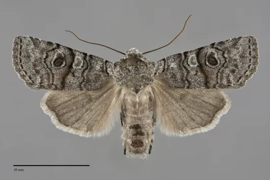 Litholomia napaea