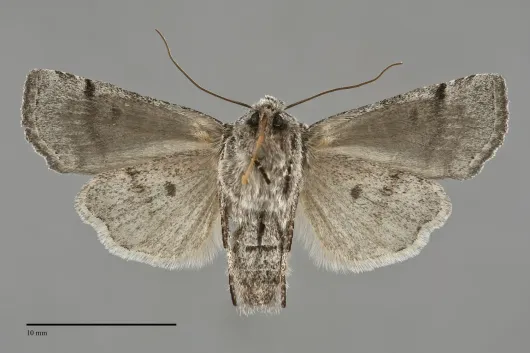 Litholomia napaea