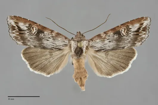 Lithomoia germana