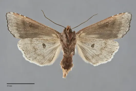 Lithomoia germana