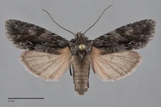 Lithophane atara
