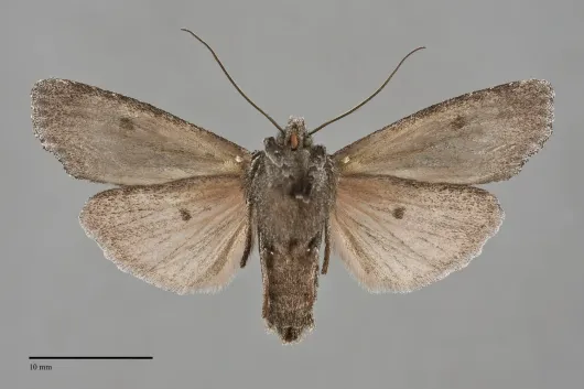 Lithophane atara