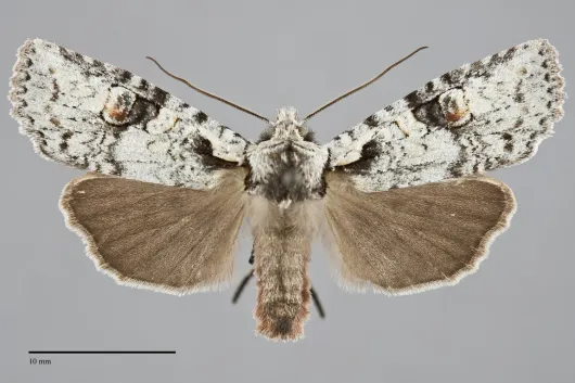 Lithophane baileyi