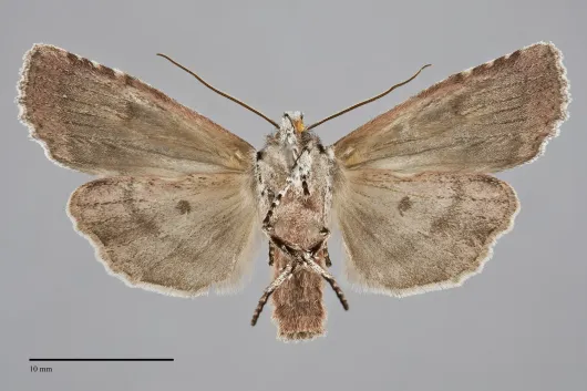 Lithophane baileyi