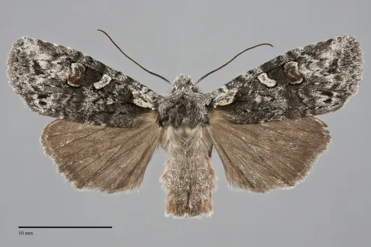 Lithophane baileyi