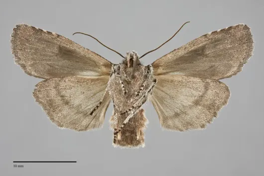 Lithophane baileyi