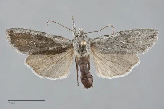 Lithophane boogeri