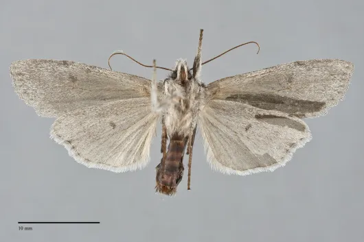 Lithophane boogeri