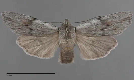 Lithophane boogeri