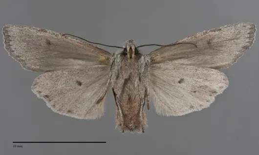 Lithophane boogeri