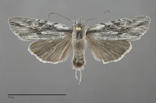 Lithophane boogeri