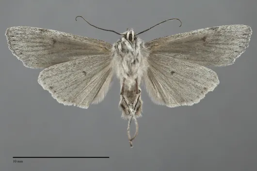 Lithophane boogeri