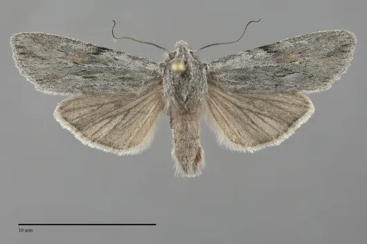 Lithophane boogeri