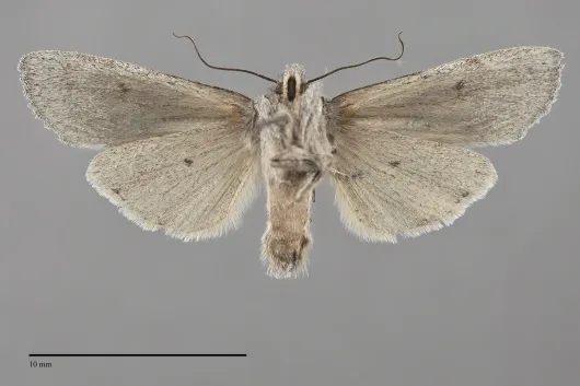 Lithophane boogeri