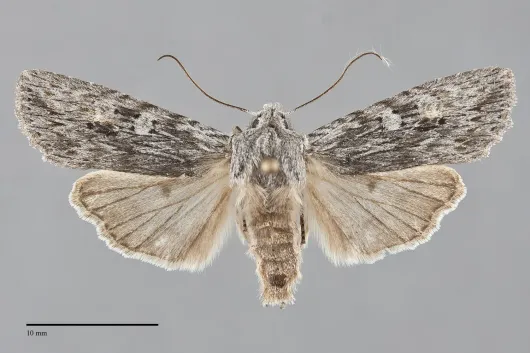 Lithophane contenta