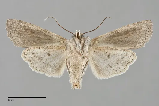 Lithophane contenta