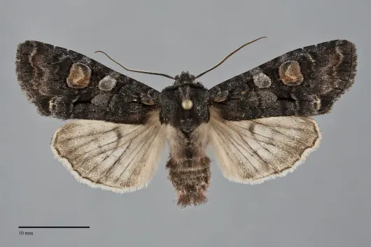 Lithophane dilatocula