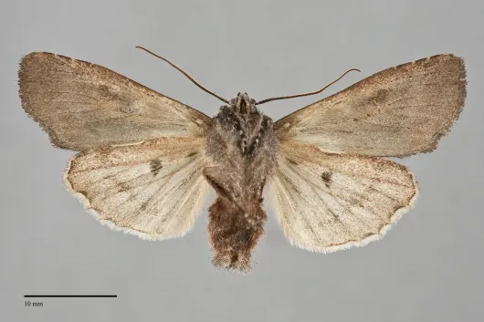 Lithophane dilatocula