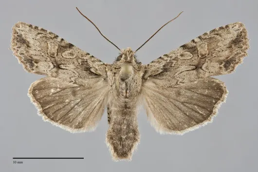 Lithophane disposita