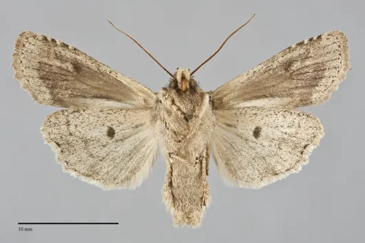 Lithophane disposita