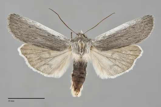 Lithophane fagina
