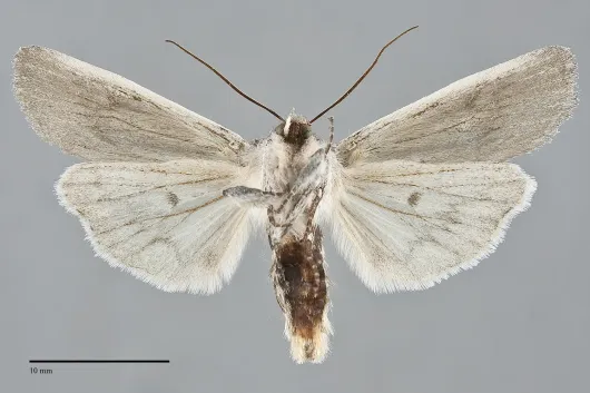 Lithophane fagina