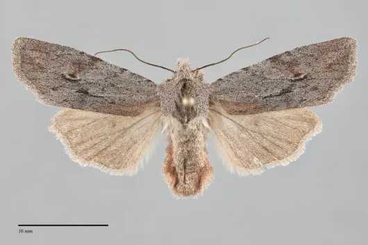 Lithophane gausapata