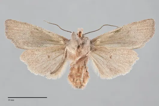 Lithophane gausapata