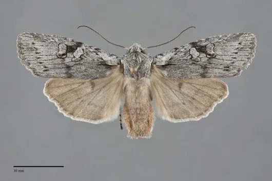 Lithophane georgii