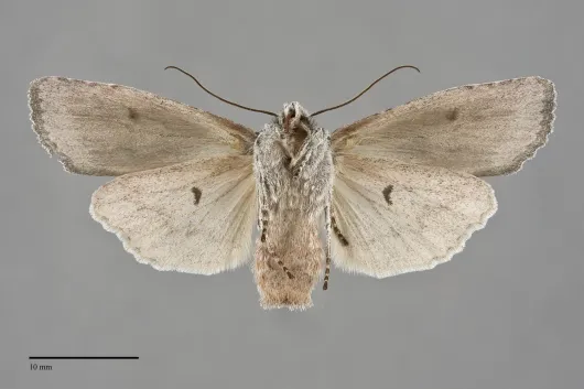 Lithophane georgii