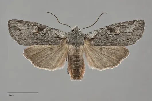 Lithophane georgii