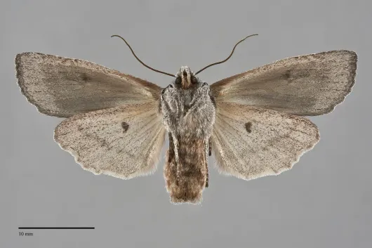 Lithophane georgii