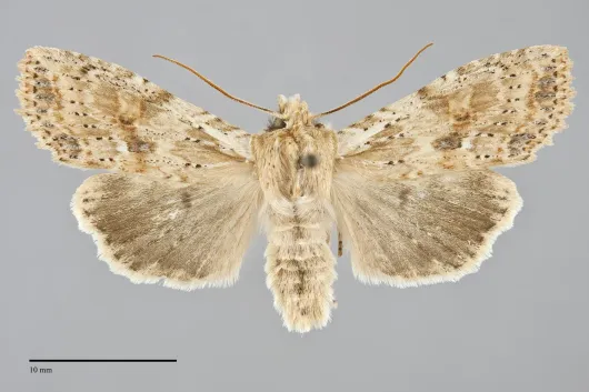 Lithophane innominata