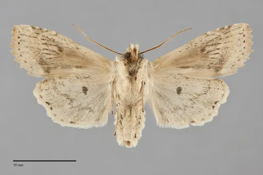 Lithophane innominata