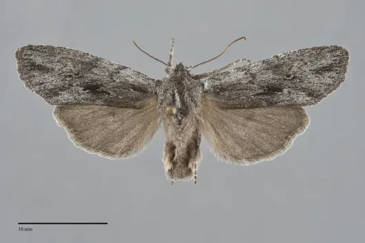 Lithophane itata