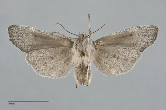 Lithophane itata