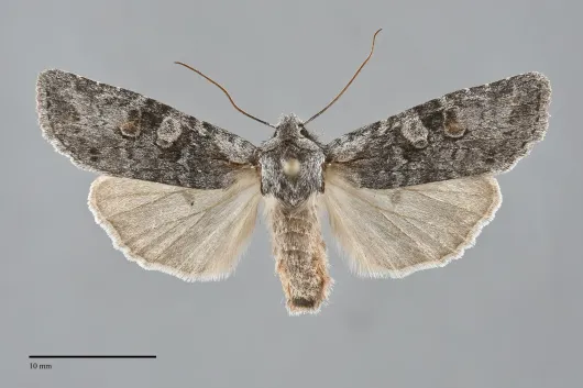 Lithophane pertorrida