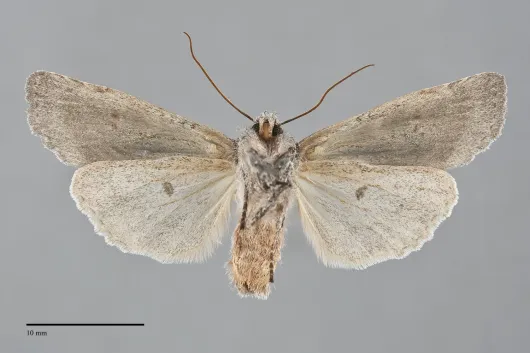 Lithophane pertorrida