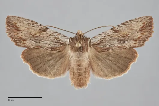 Lithophane petulca