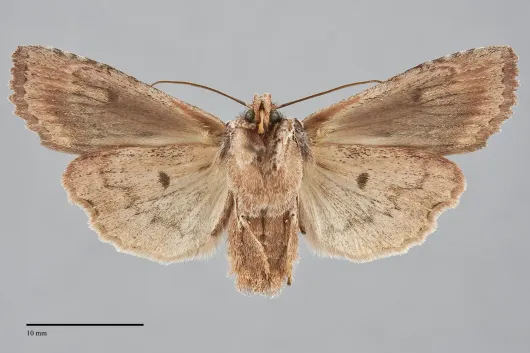 Lithophane petulca