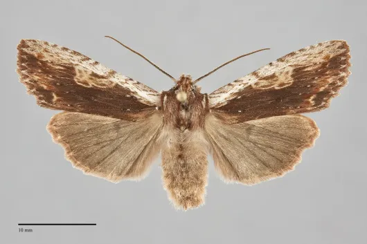 Lithophane petulca