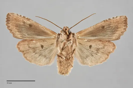 Lithophane petulca