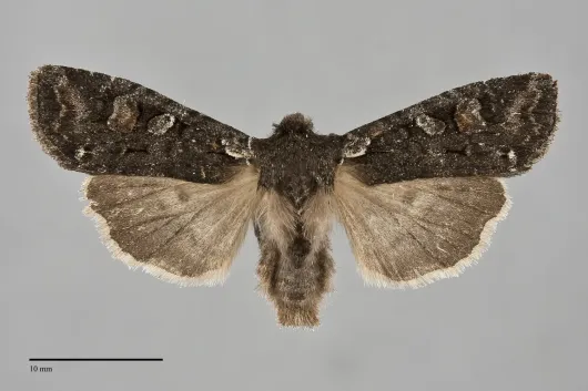 Lithophane pexata