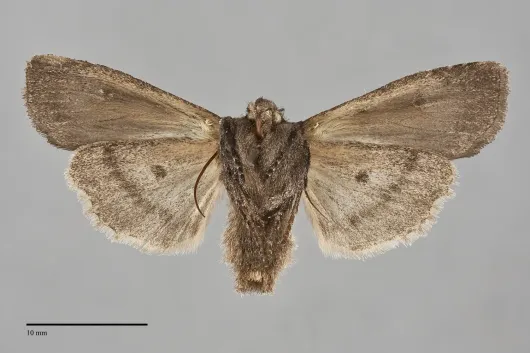 Lithophane pexata